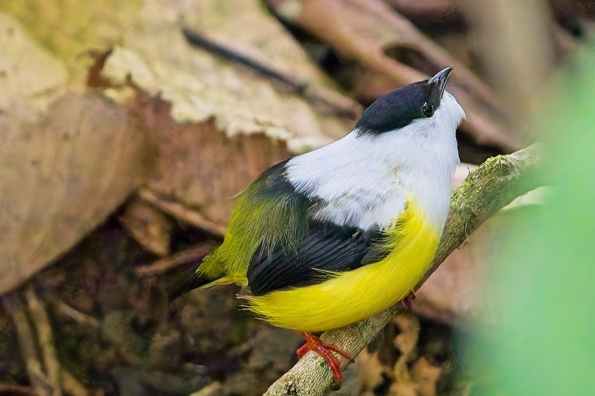 White-collared Manakin - ML636411617