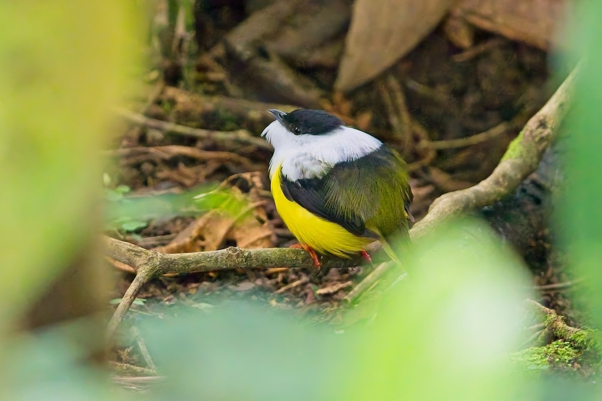 White-collared Manakin - ML636411618