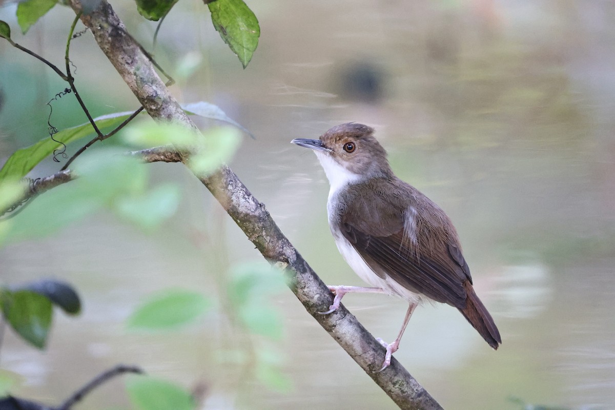 White-chested Babbler (Bornean) - ML636411667