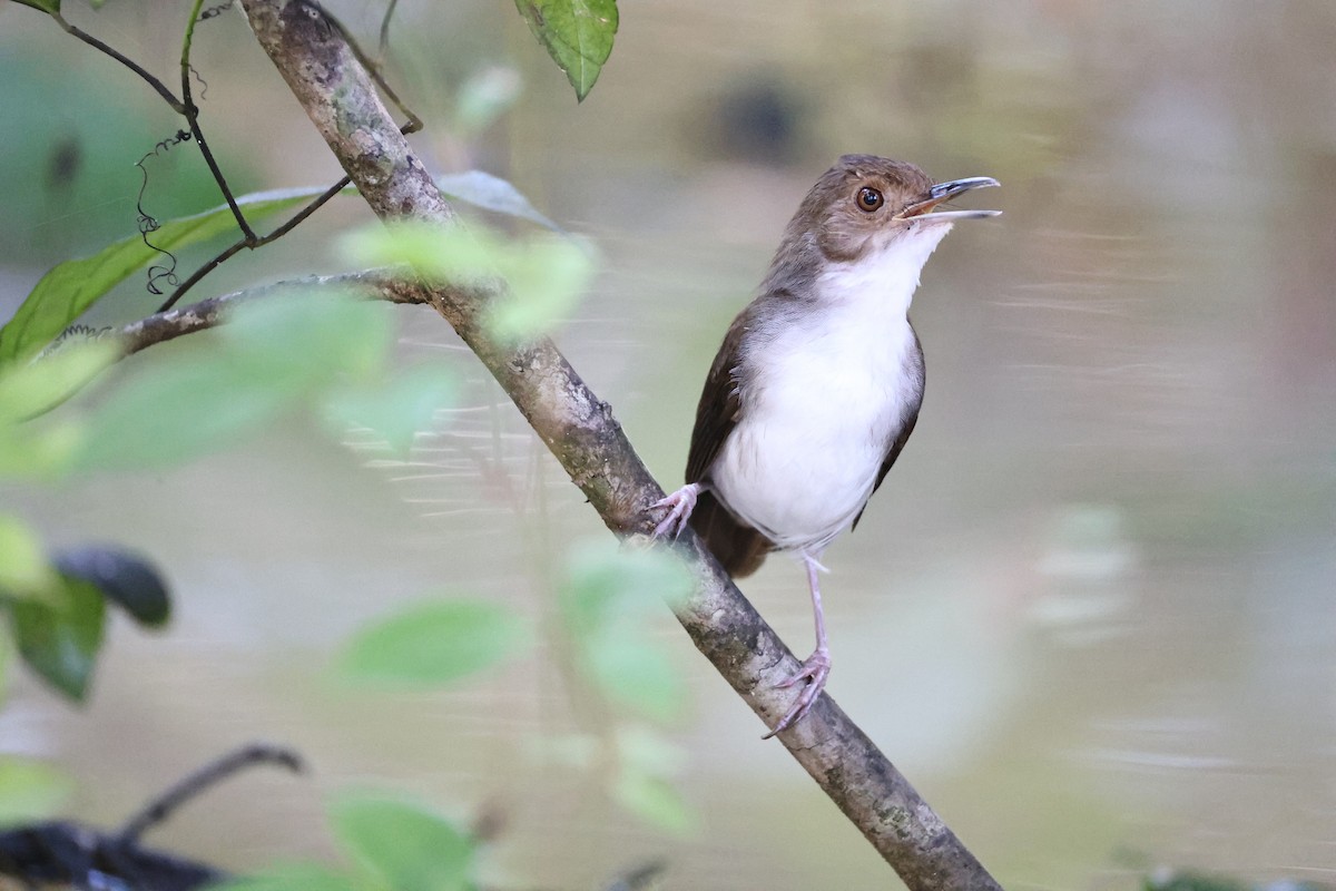 White-chested Babbler (Bornean) - ML636411668