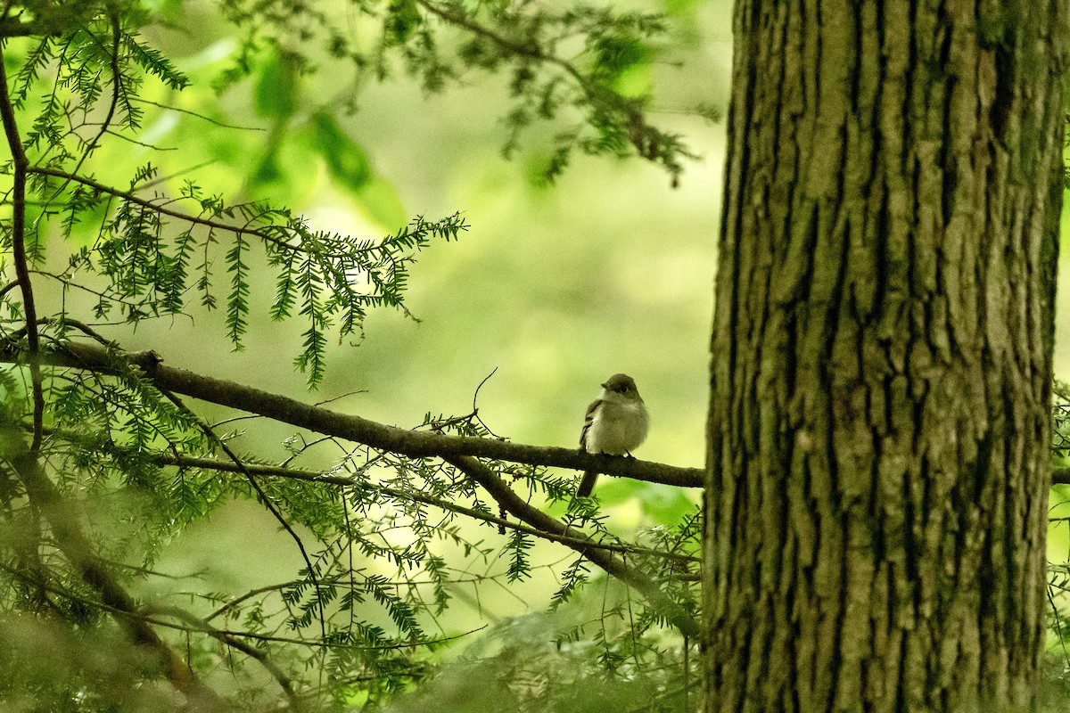 Acadian Flycatcher - ML636411733