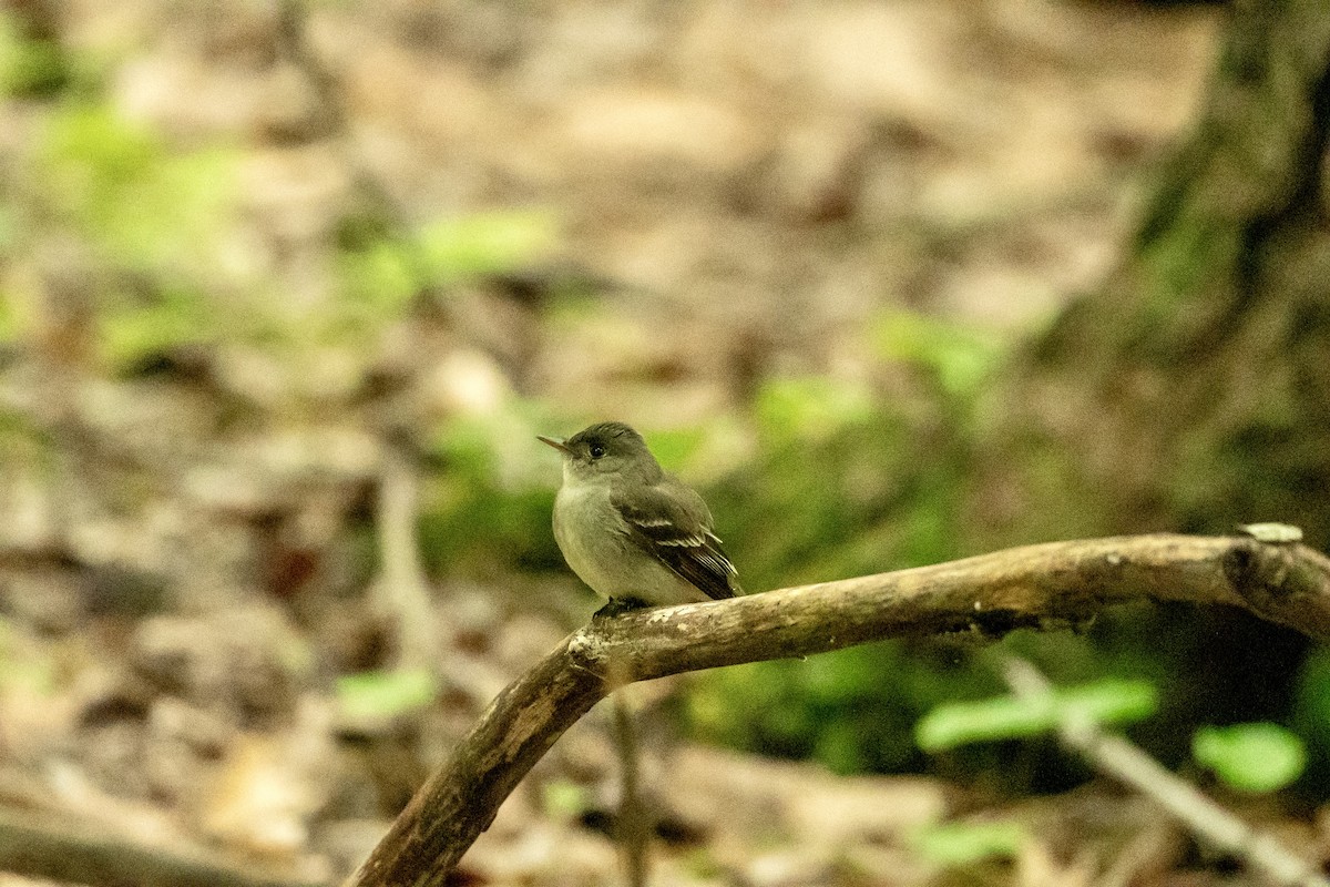 Acadian Flycatcher - ML636411734