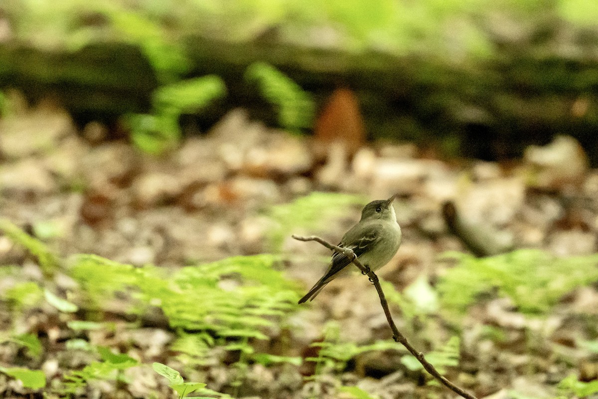 Acadian Flycatcher - ML636411735