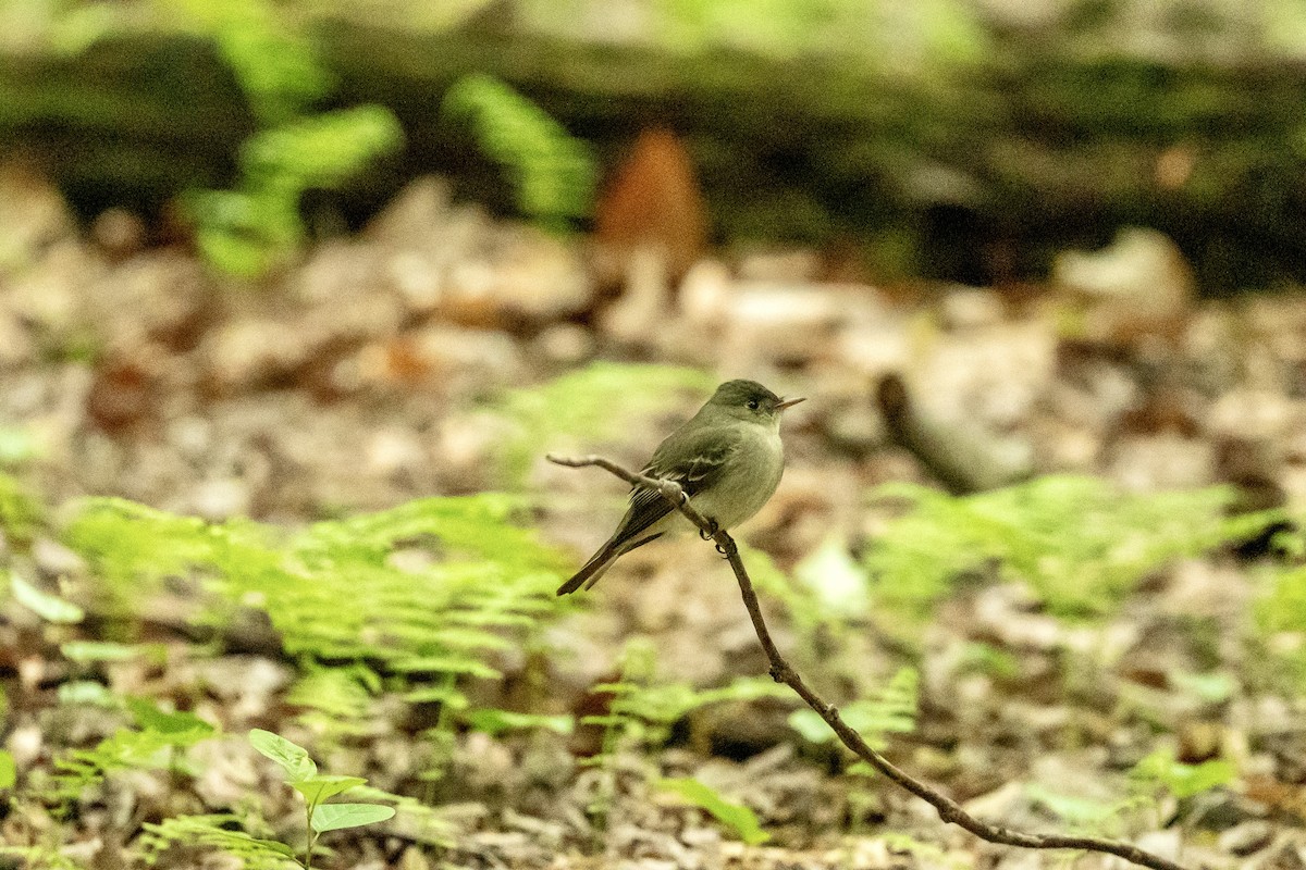 Acadian Flycatcher - ML636411736