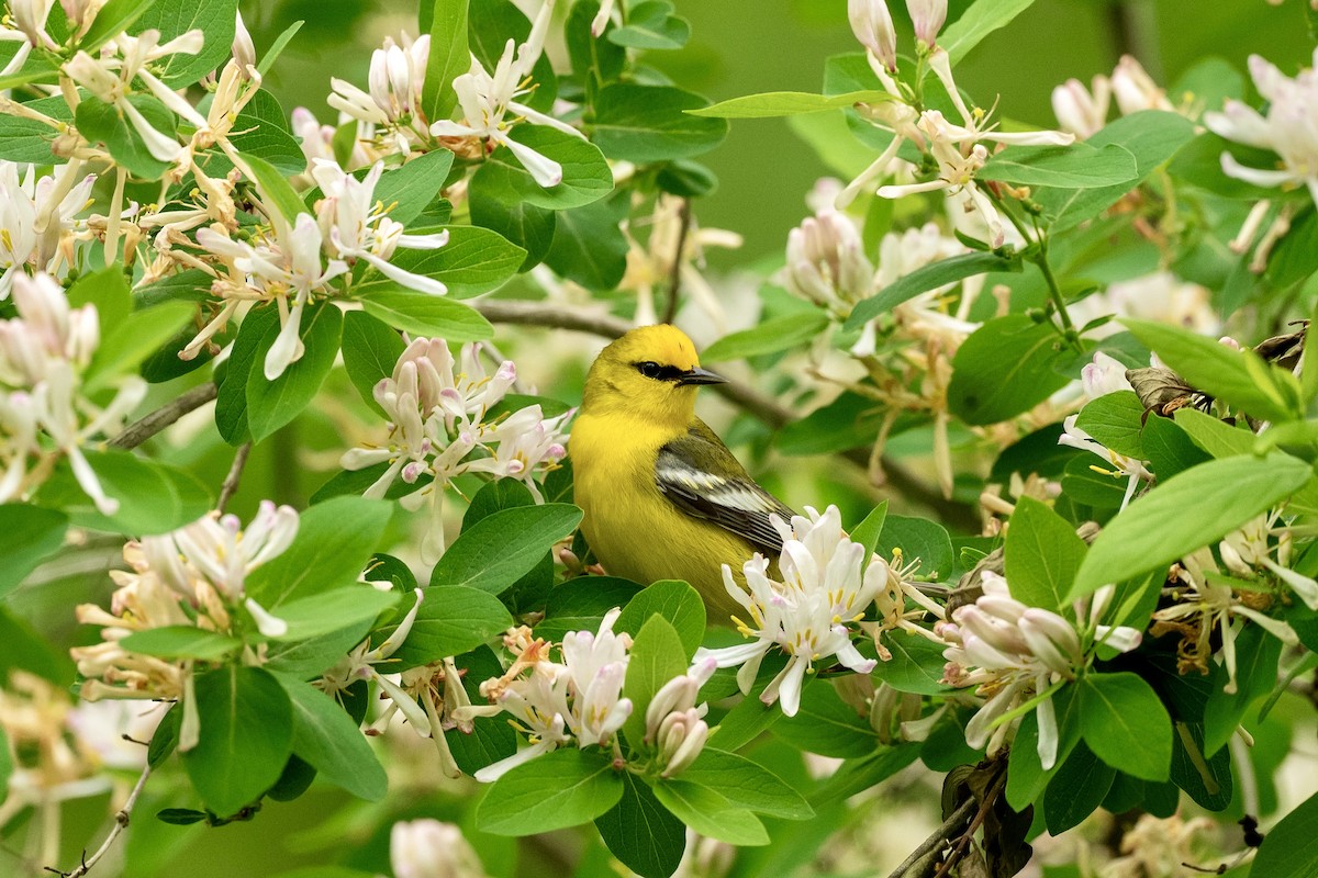 Blue-winged Warbler - ML636411763