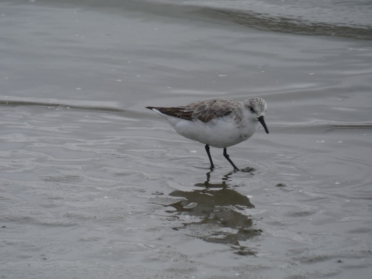 Sanderling - ML636411772