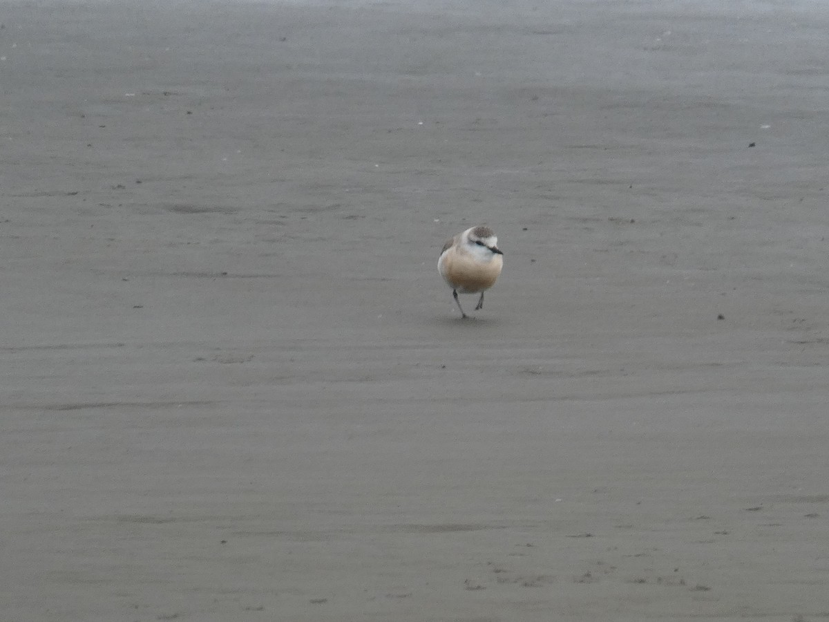 White-fronted Plover - ML636411784