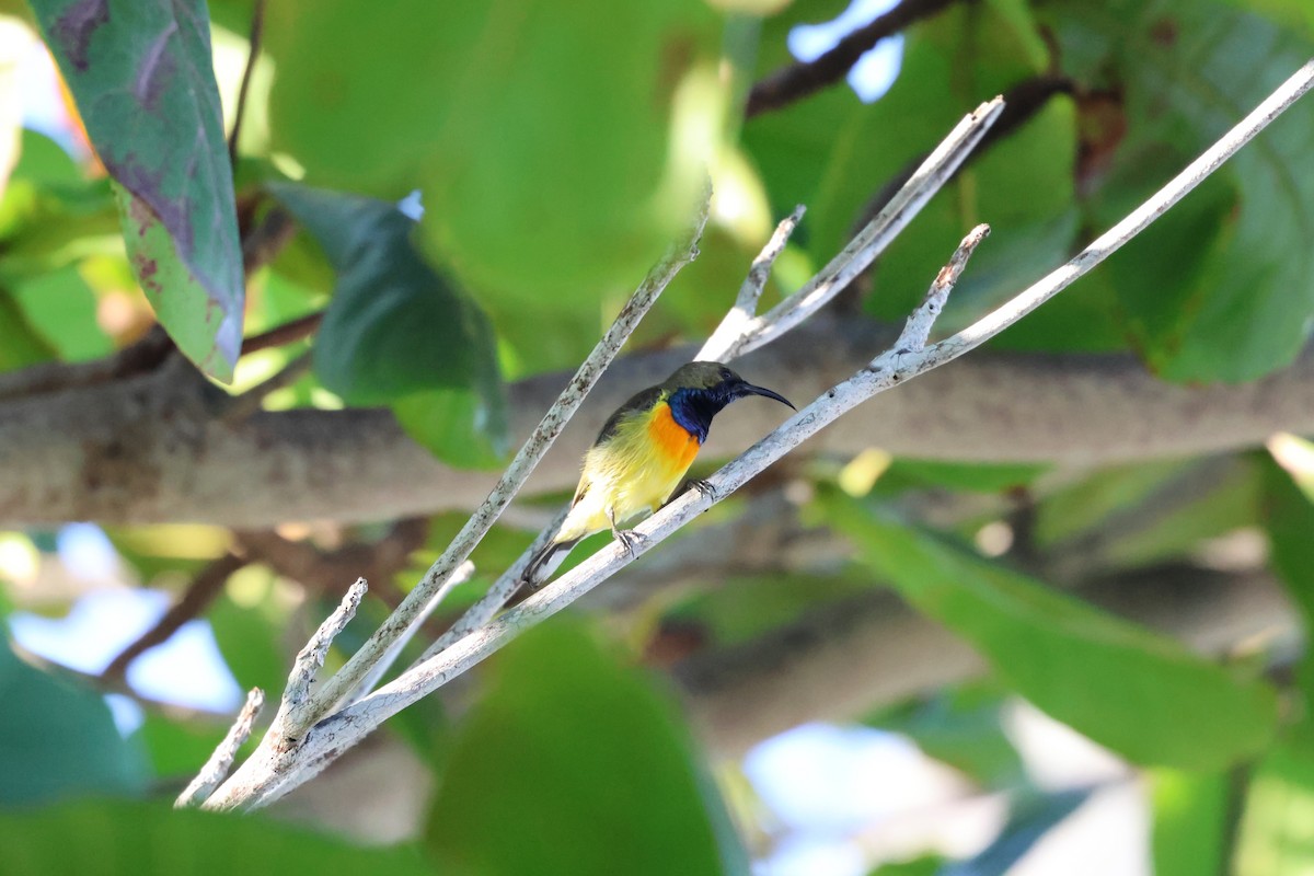 Palawan Sunbird - ML636411818