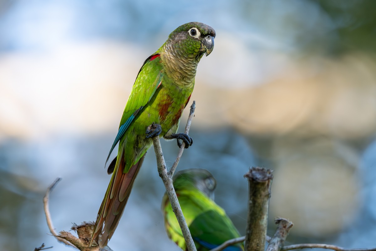 Blaze-winged Parakeet - ML636411819