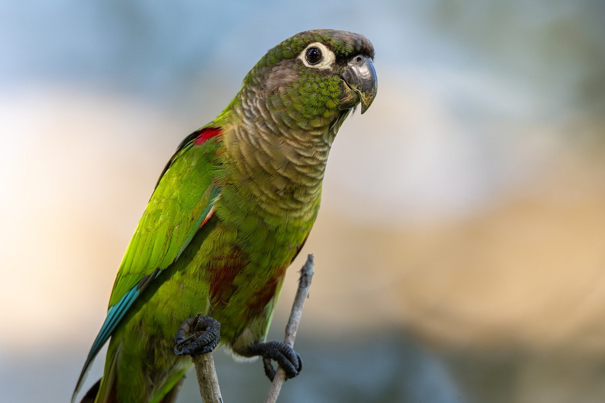 Blaze-winged Parakeet - ML636411820