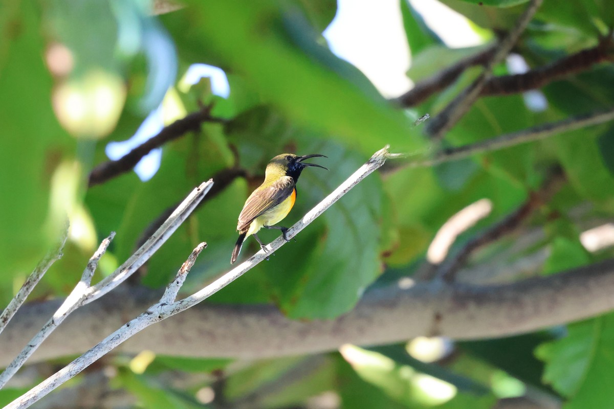 Palawan Sunbird - ML636411845