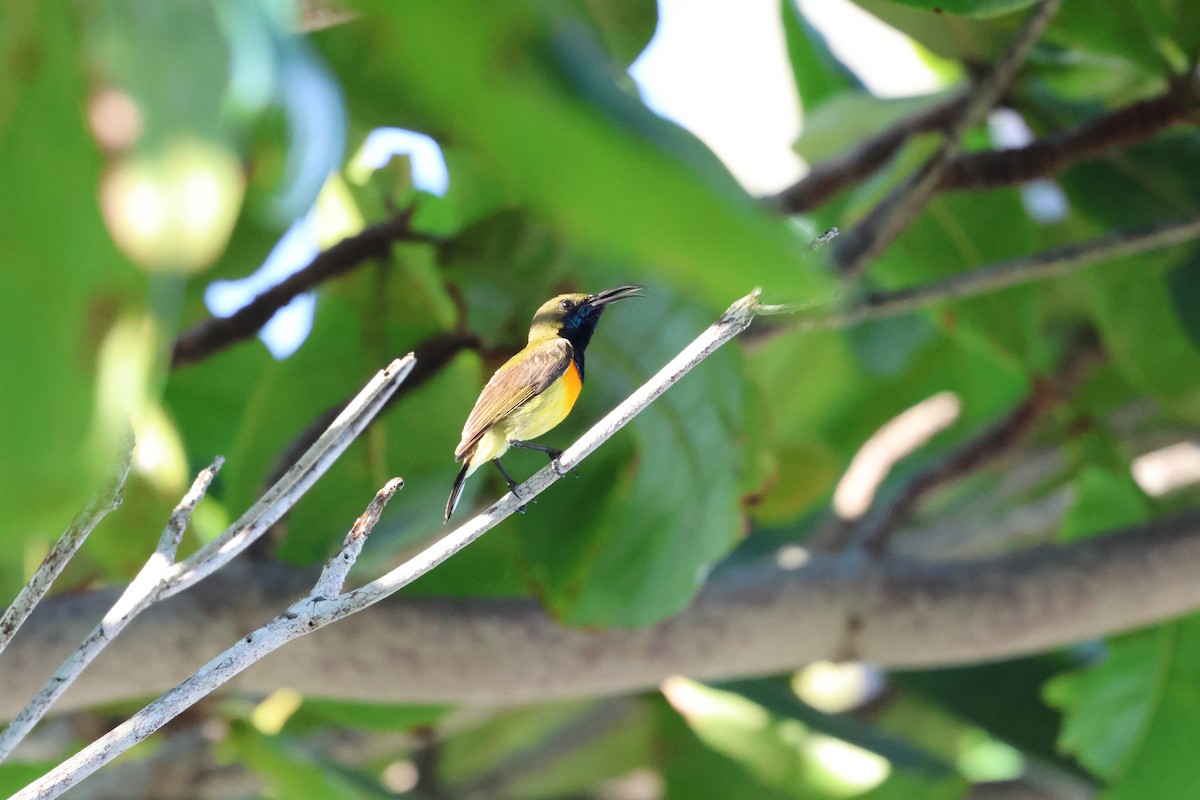 Palawan Sunbird - ML636411858