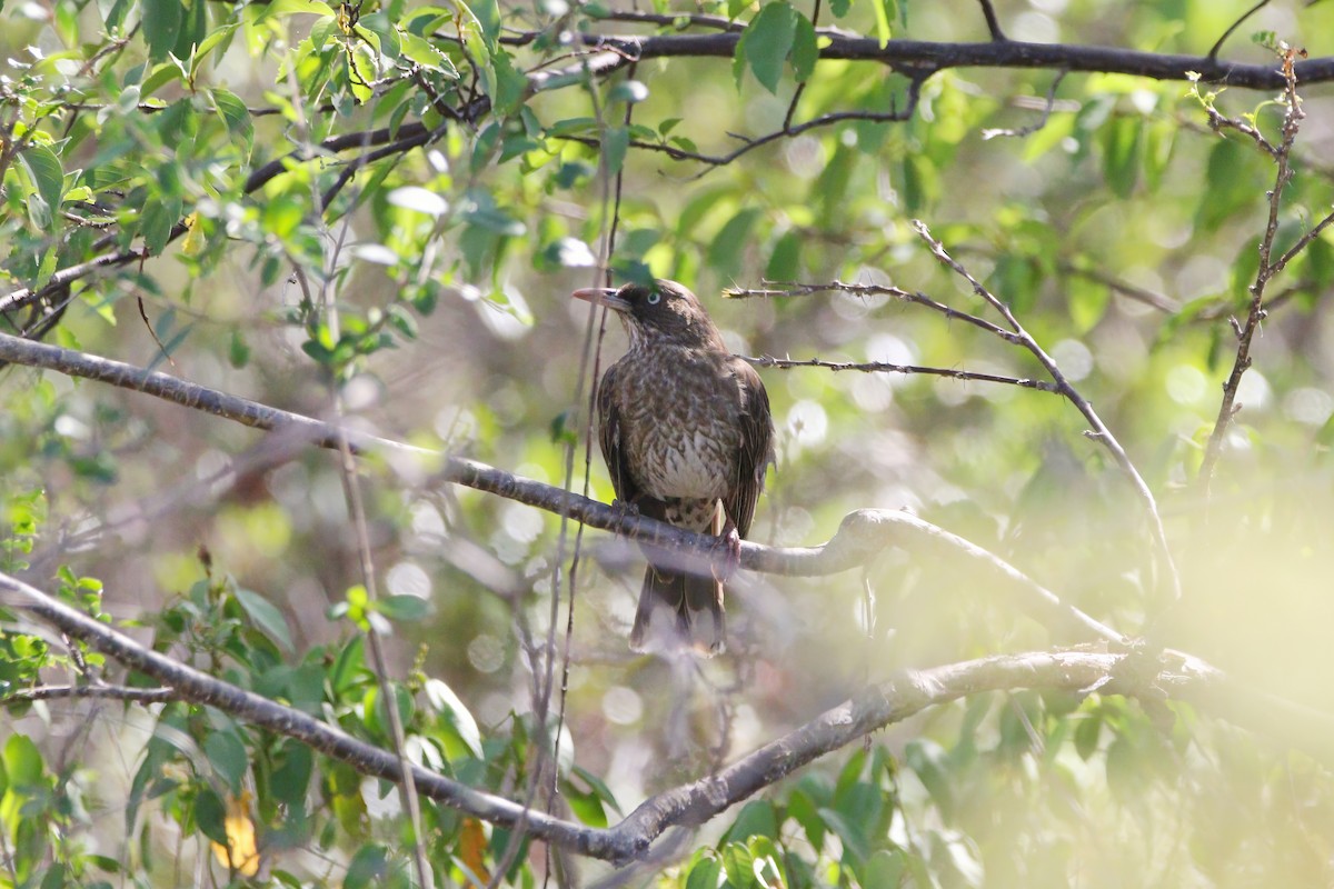 Pearly-eyed Thrasher - ML636411866