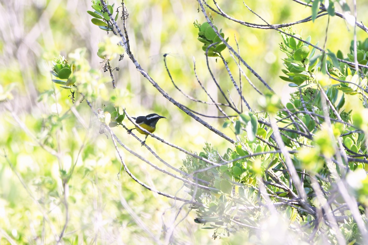Bananaquit - ML636411889