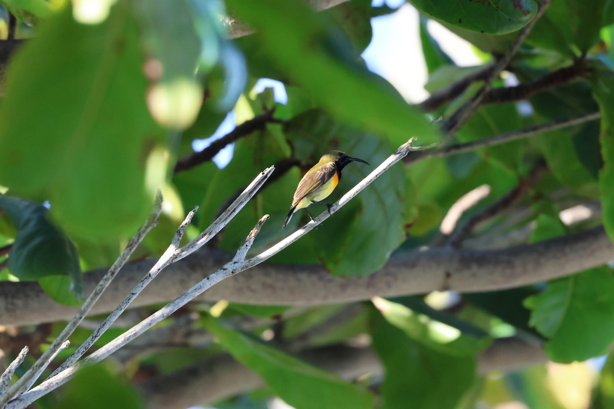 Palawan Sunbird - ML636411891