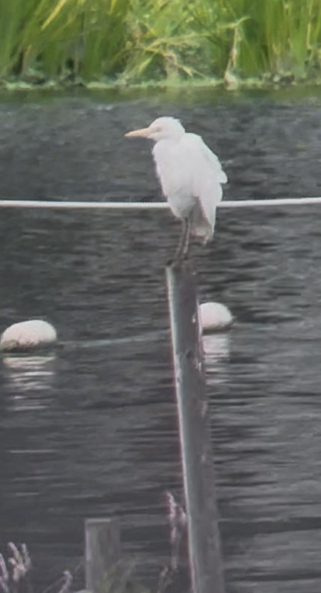 Western Cattle-Egret - ML636411904