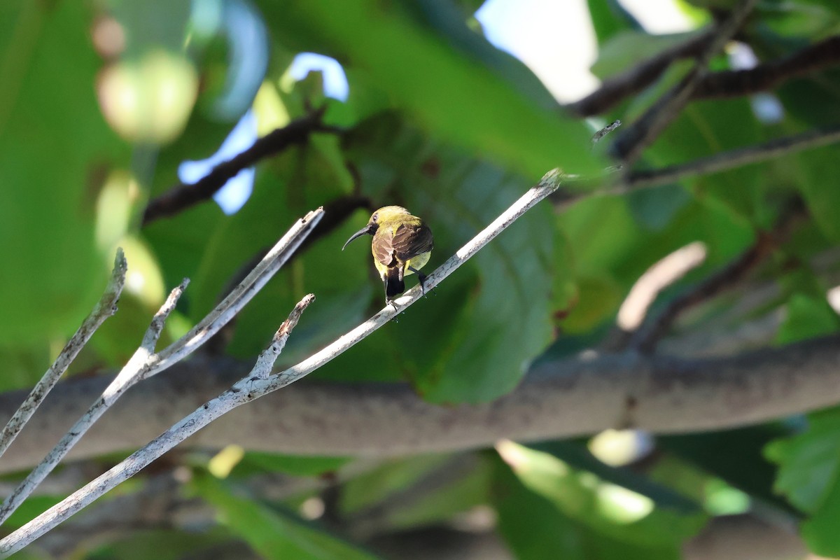 Palawan Sunbird - ML636411906