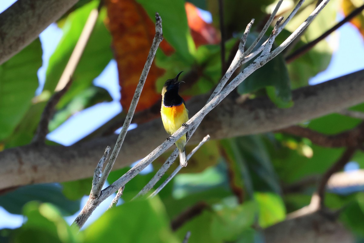 Palawan Sunbird - ML636412005