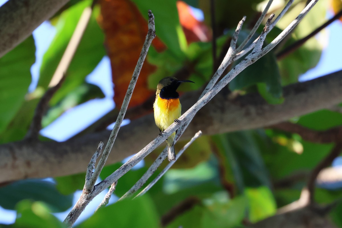 Palawan Sunbird - ML636412021
