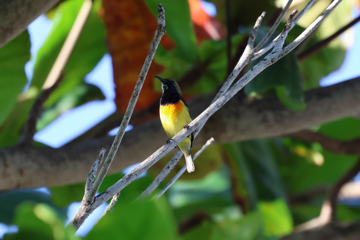 Palawan Sunbird - ML636412069