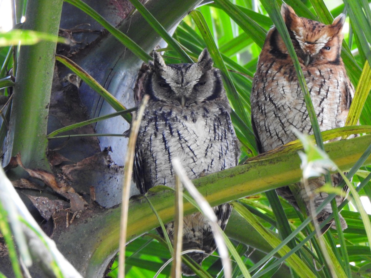 Long-tufted Screech-Owl - ML636412091