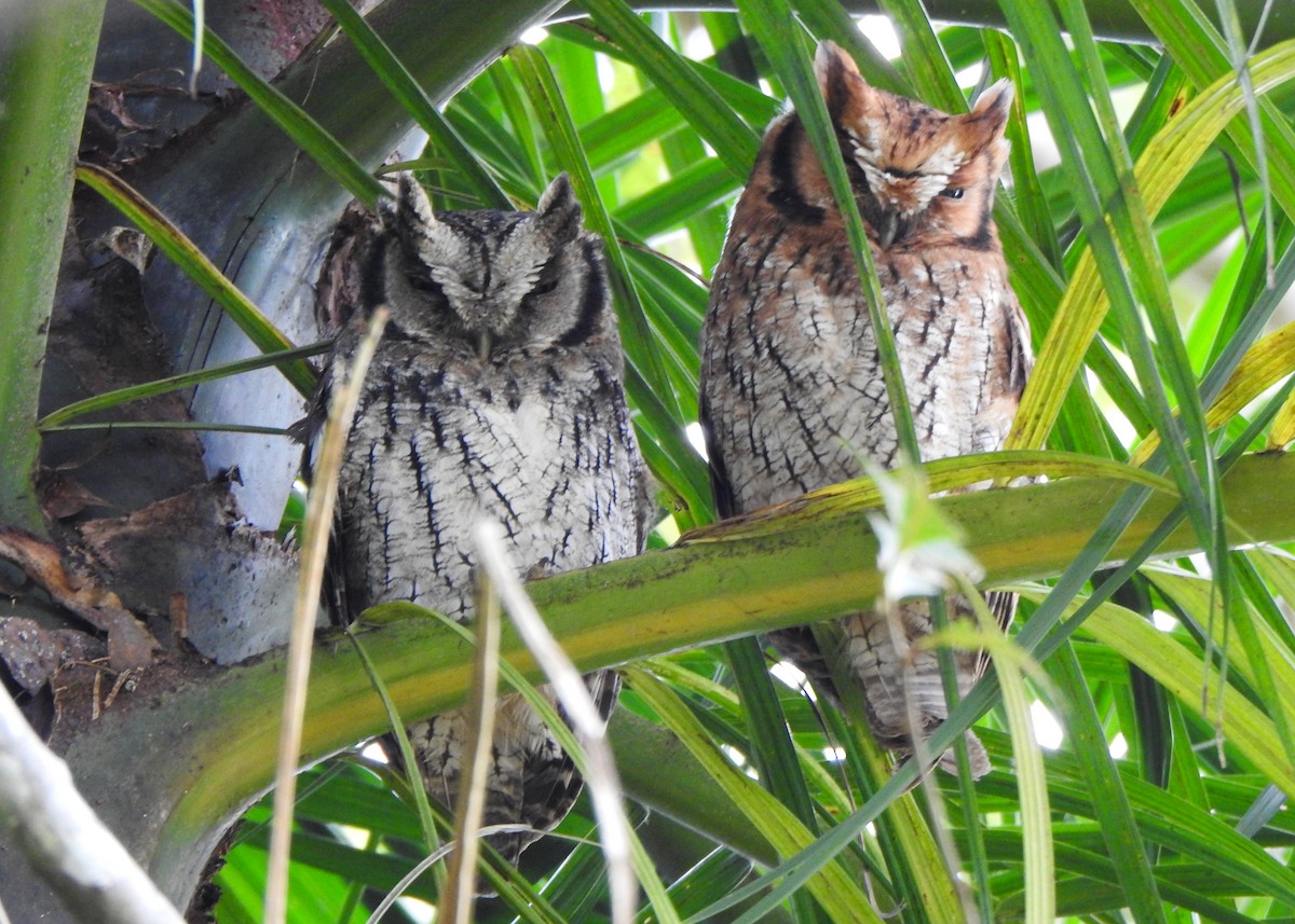 Long-tufted Screech-Owl - ML636412093