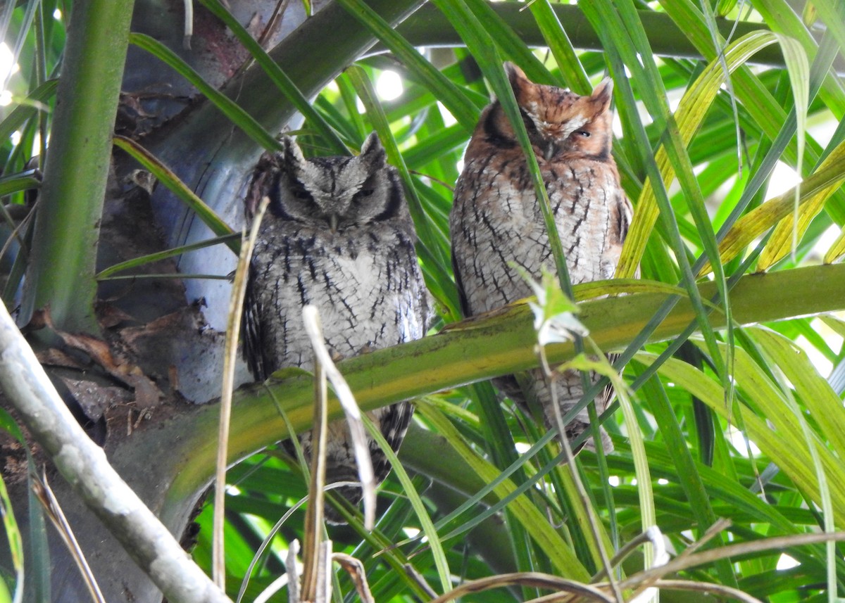 Long-tufted Screech-Owl - ML636412119