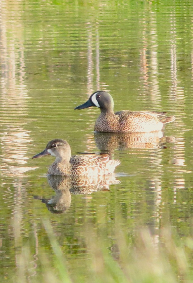 Blue-winged Teal - ML636412198