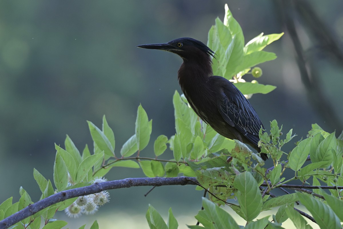 Green Heron - ML636412248