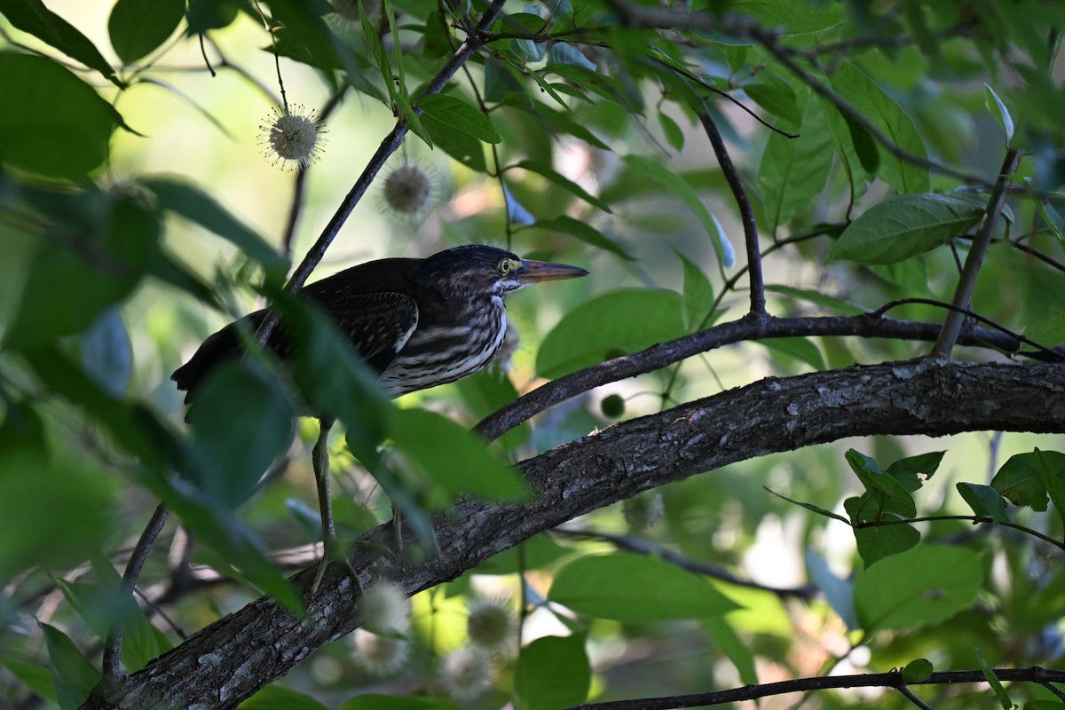 Green Heron - ML636412251