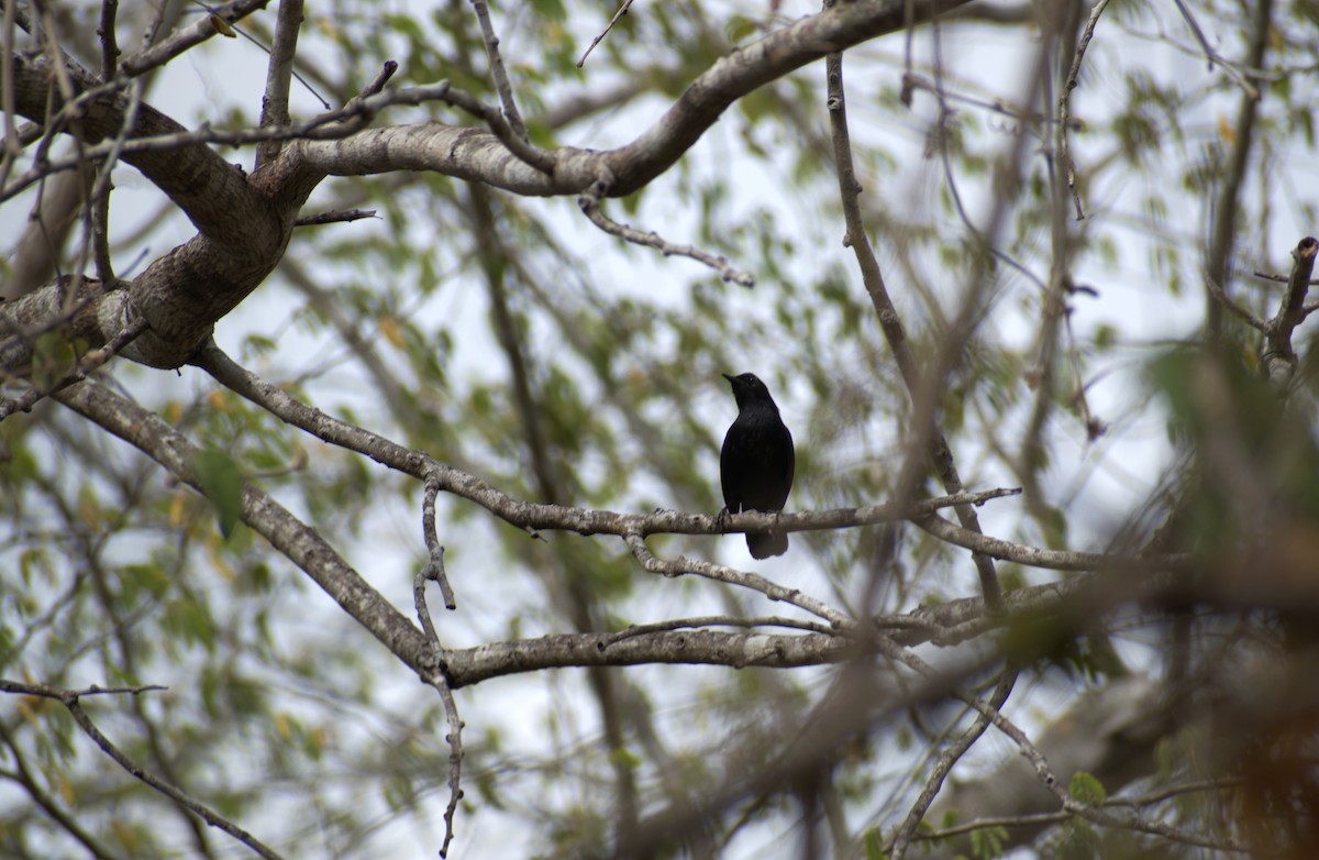 Black Catbird - ML636412317