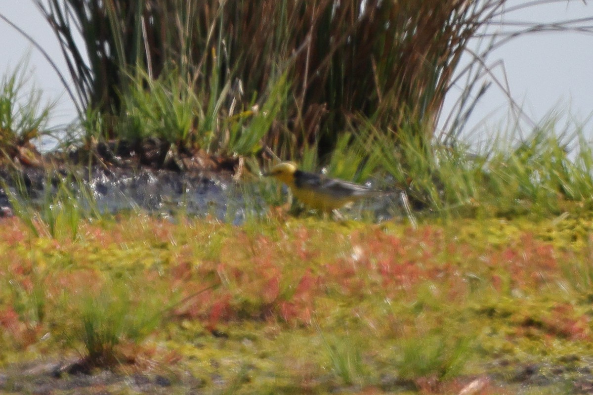 Cutrettola testagialla orientale - ML636412418