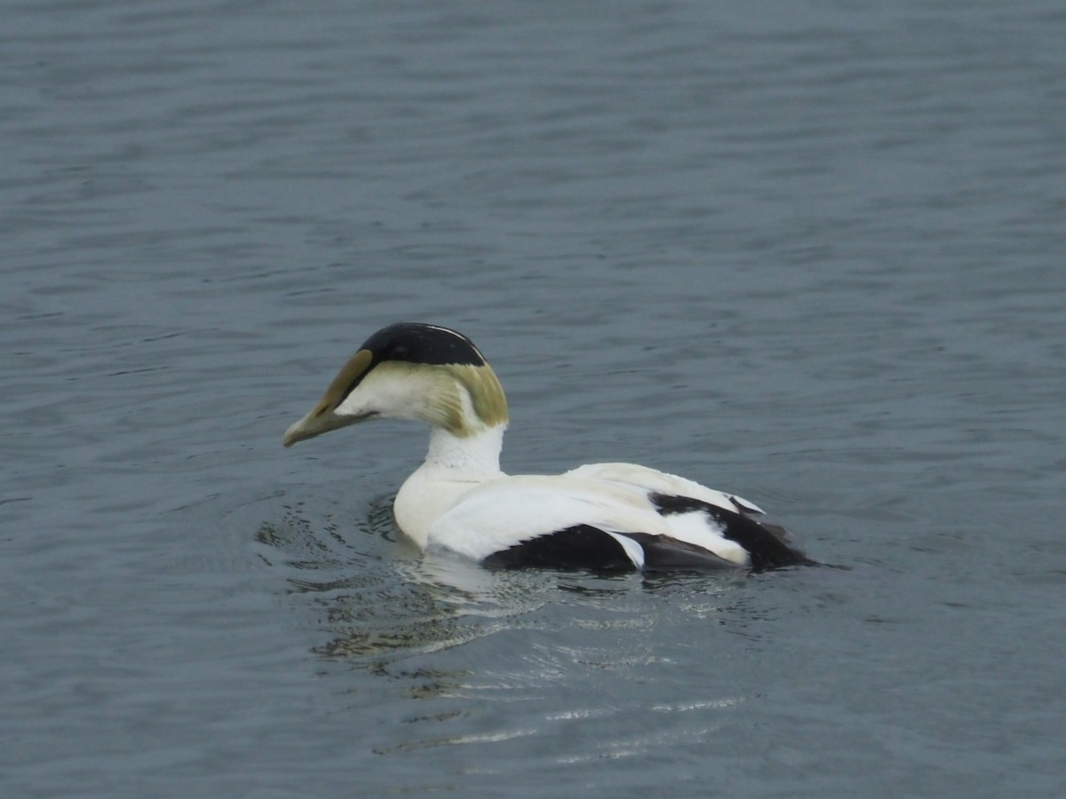 Common Eider - ML636412430