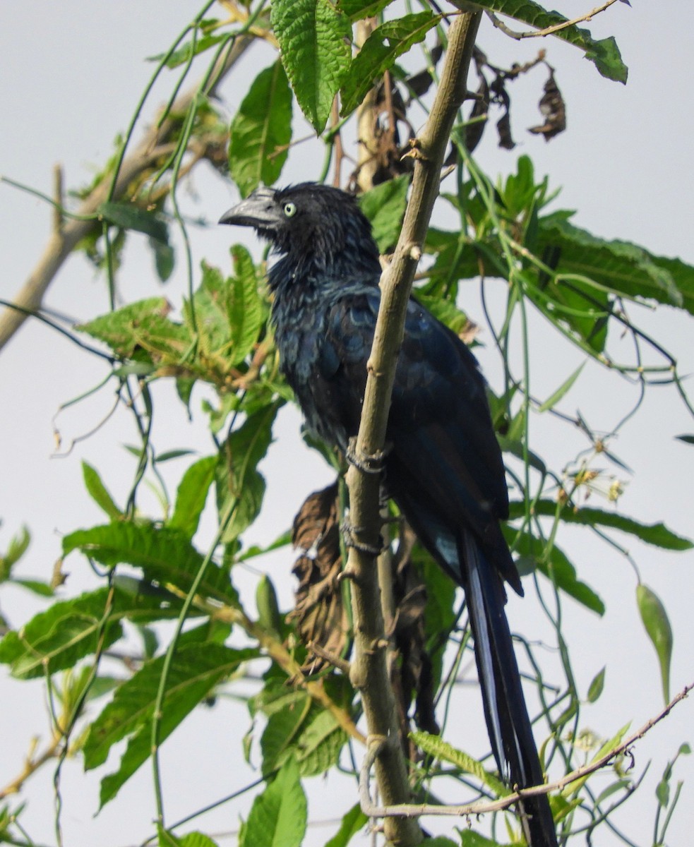 Greater Ani - ML636412441