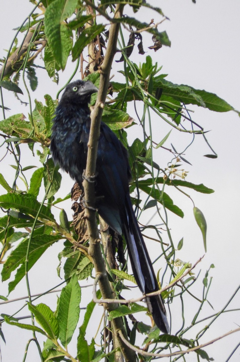 Greater Ani - ML636412444