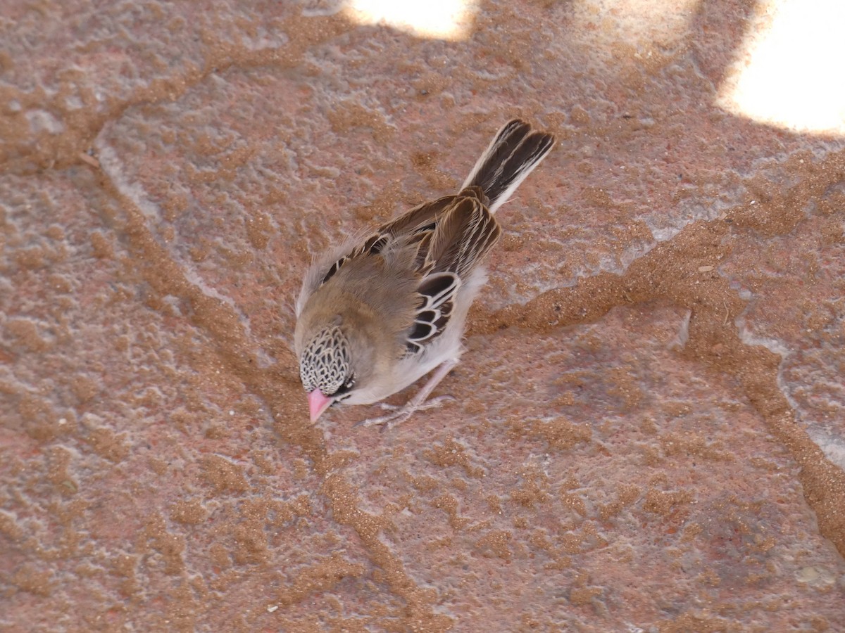 Scaly Weaver - ML636412520