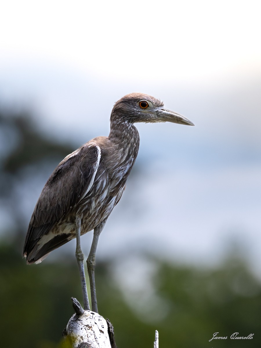 Yellow-crowned Night Heron - ML636412555
