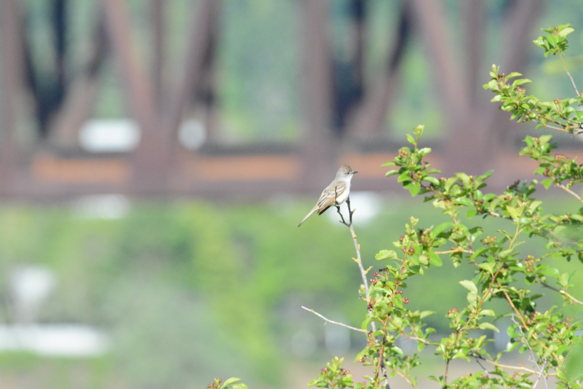 Ash-throated Flycatcher - ML636412860
