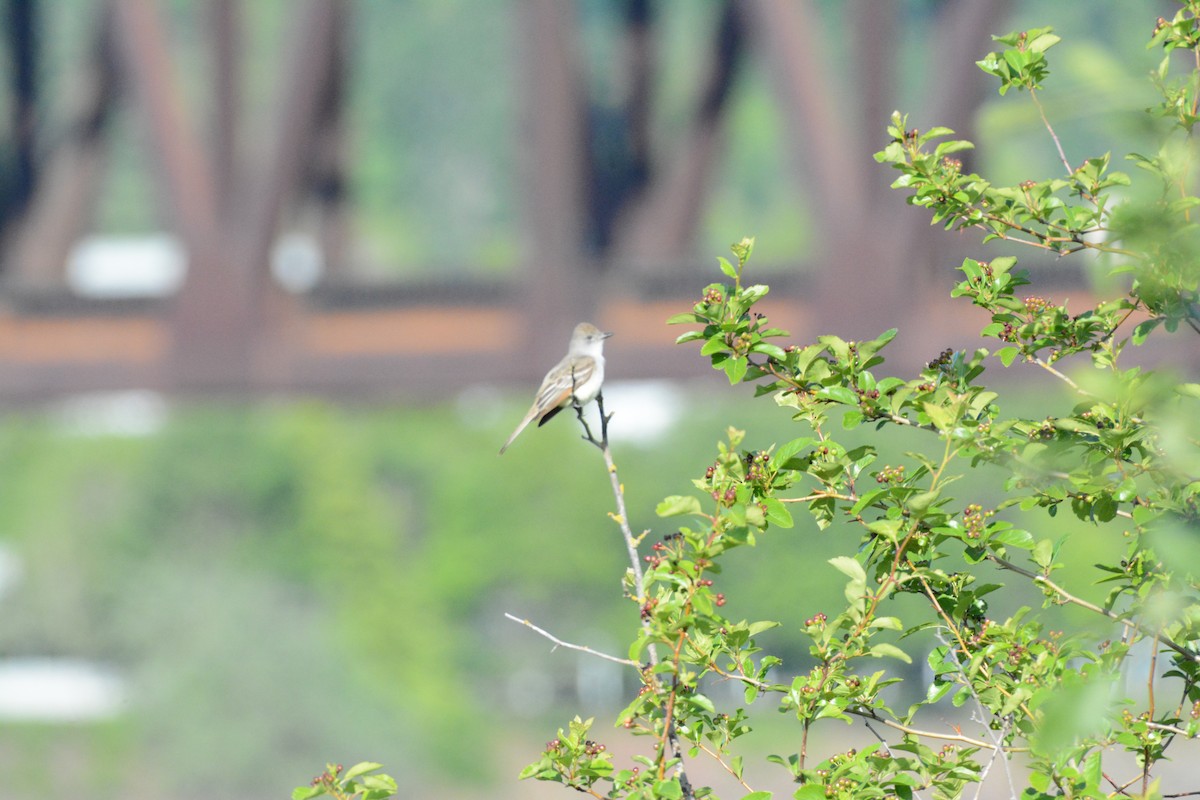 Ash-throated Flycatcher - ML636412863