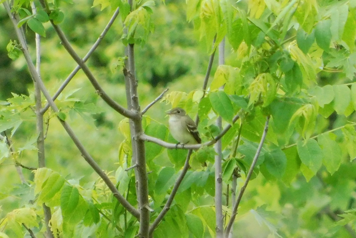 Alder Flycatcher - ML636412891