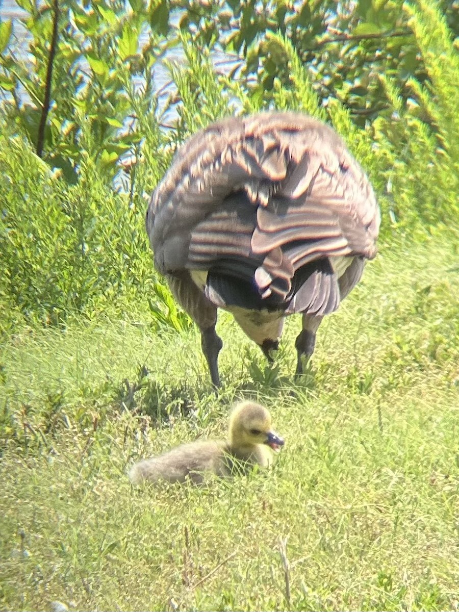 Канад галуу - ML636413059