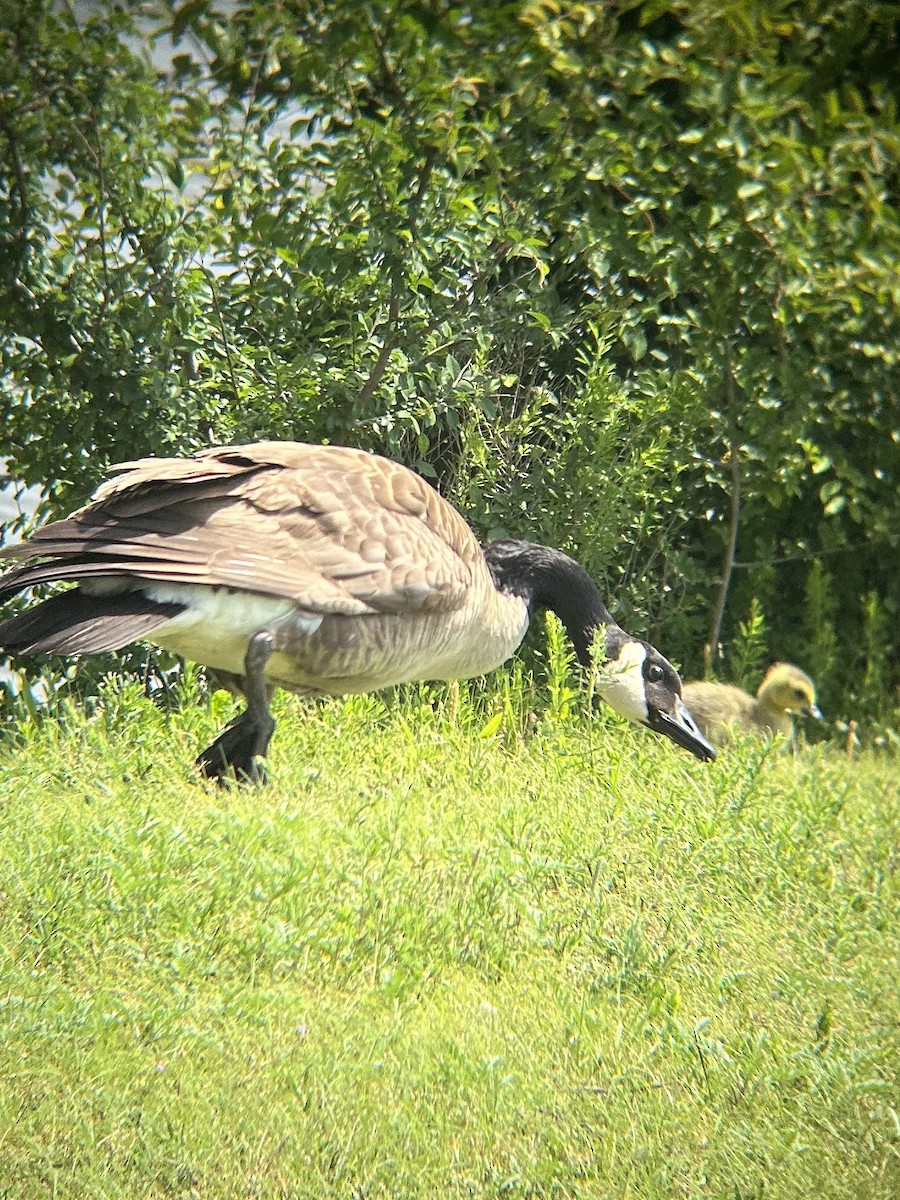 Канад галуу - ML636413060