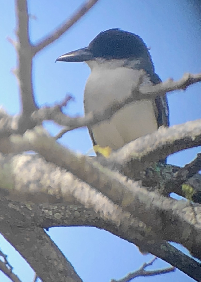 Giant Kingbird - ML636413078