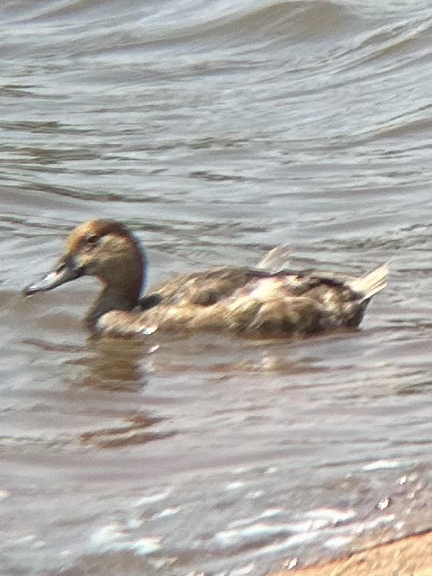 Redhead - ML636413079