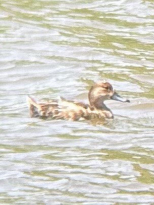Redhead - ML636413080