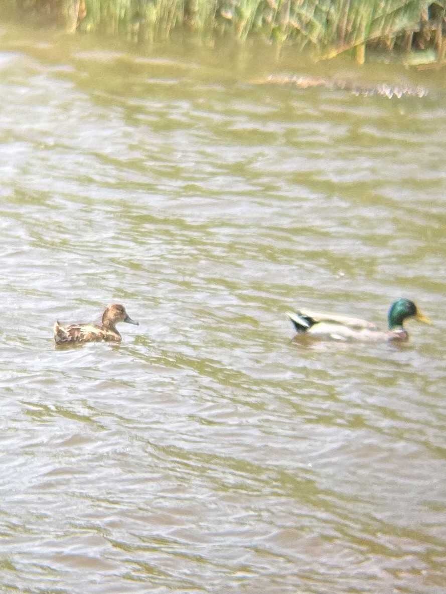 Redhead - ML636413081