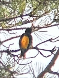 Baltimore Oriole - ML636413109
