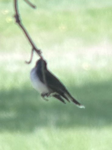 Eastern Kingbird - ML636413132