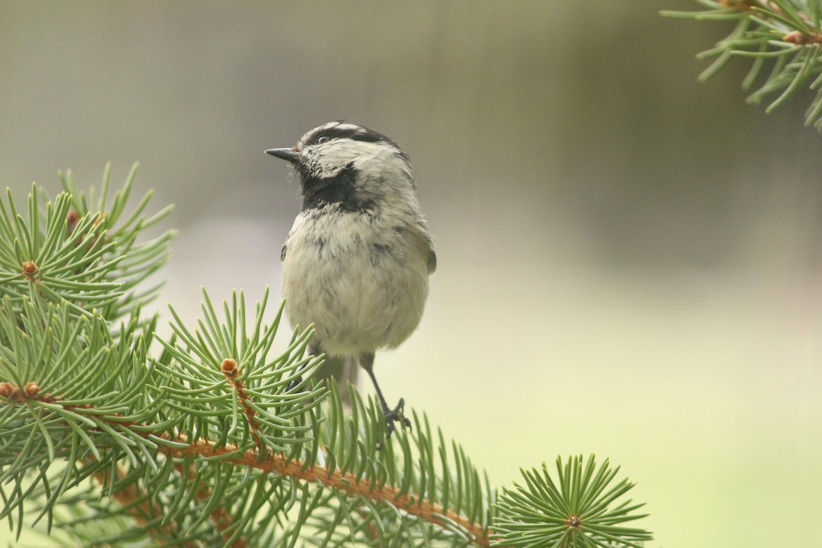 Mountain Chickadee - ML636413161