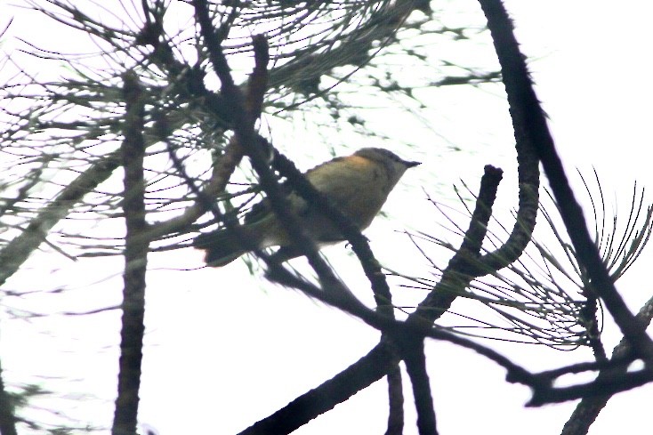 American Redstart - ML636413179